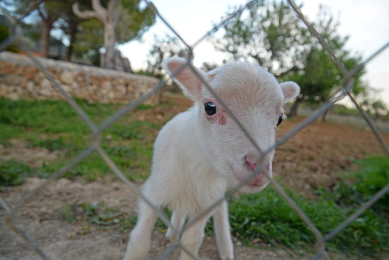 Finca - Agroturisme Sa Parellada Binibona Esterno foto